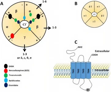 GABAA receptors structure, function, pharmacology, and related disorders Journal of Genetic Engineering and Biotechnology